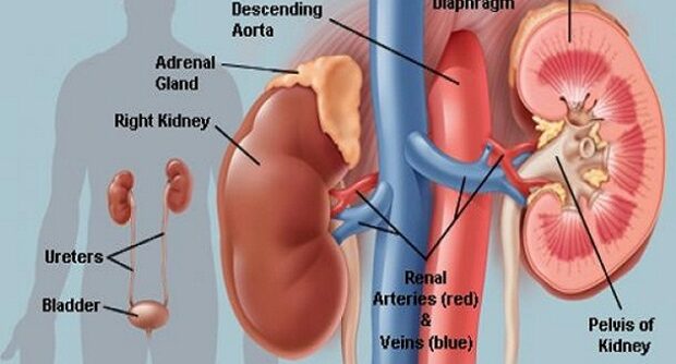 Kidney2-620x334