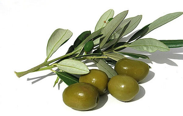 maslina