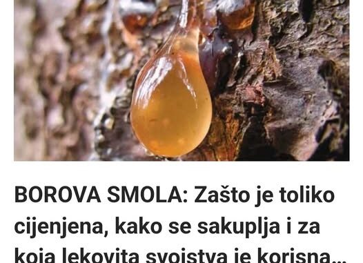 borova-smola