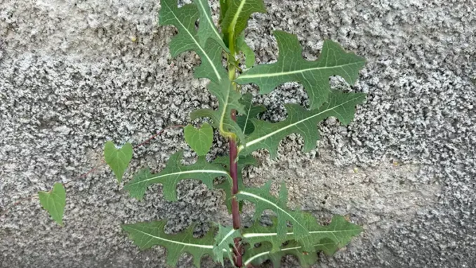 divlja-salata