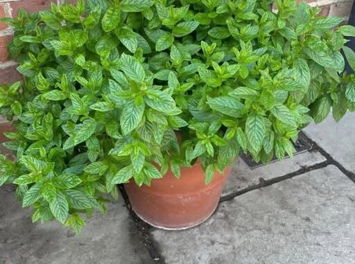 menta