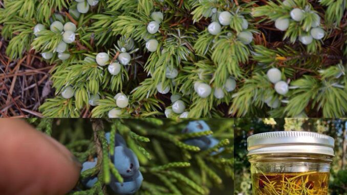 514823822_122137527254623944_5865416337516338783_n-1