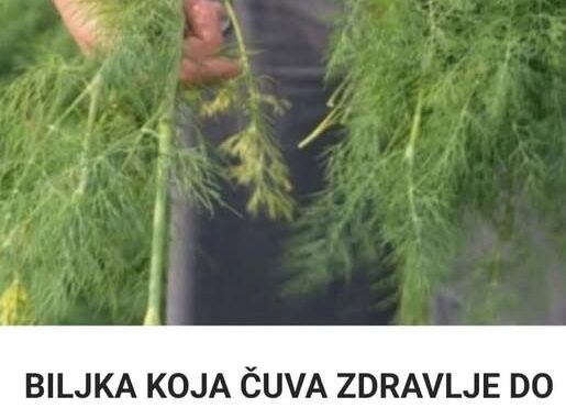 mirodjija