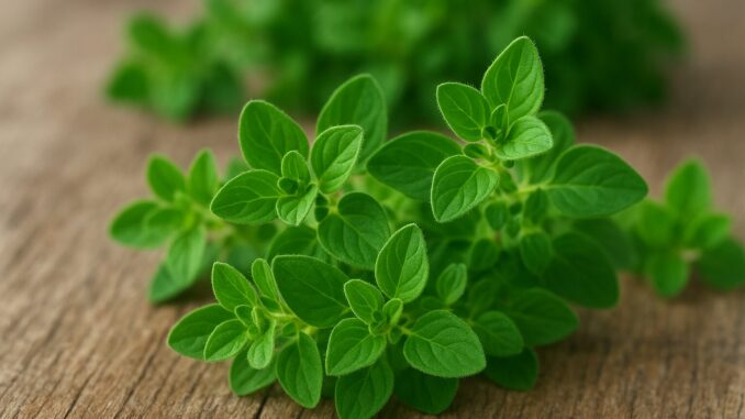 origano