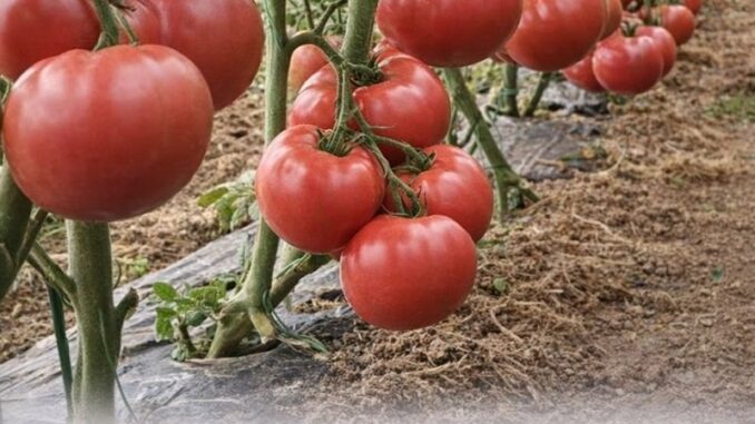 FB_IMG_1769497291197