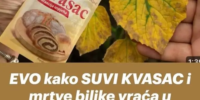 KVASC-668x334-1